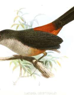 镰翅伞鸟 / Scimitar-winged Piha / Lipaugus uropygialis