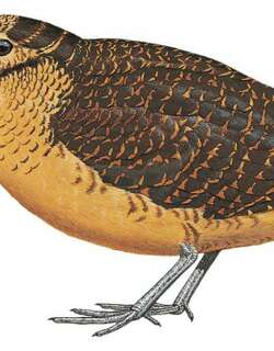 苏拉丘鹬 / Sulawesi Woodcock / Scolopax celebensis