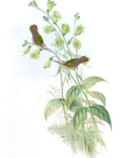 花顶蜂鸟 / Santa Marta Blossomcrown / Anthocephala floriceps