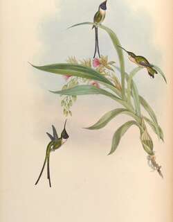 细剪尾蜂鸟 / Slender Sheartail / Doricha enicura