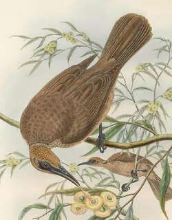 塔宁巴吮蜜鸟 / Tanimbar Friarbird / Philemon plumigenis