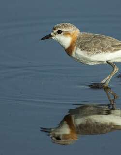 栗斑鸻 / Chestnut-banded Plover / Charadrius pallidus