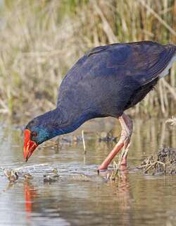 西紫水鸡 / Western Swamphen / Porphyrio porphyrio