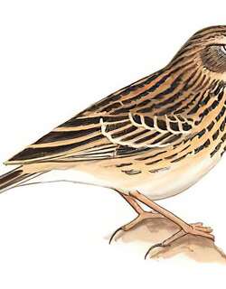 草地鹨 / Meadow Pipit / Anthus pratensis