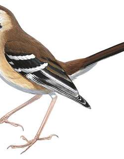 纹眉薮鸲 / Northern Scrub Robin / Drymodes superciliaris