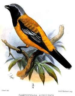 橙鹃鵙 / Golden Cuckooshrike / Campochaera sloetii