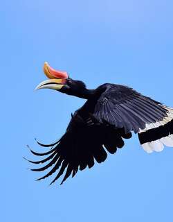 马来犀鸟 / Rhinoceros Hornbill / Buceros rhinoceros
