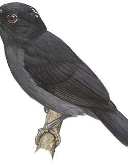 亚卡蚁鵙 / Acre Antshrike / Thamnophilus divisorius