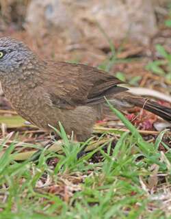 黑脸鸫鹛 / Black-faced Babbler / Turdoides melanops