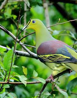 斯里兰卡绿鸠 / Sri Lanka Green Pigeon / Treron pompadora