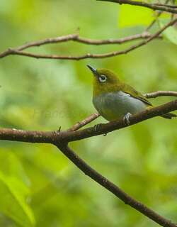 埃氏绣眼鸟 / Everett’s White-eye / Zosterops everetti