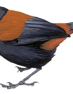 鞍背鸦 / South Island Saddleback / Philesturnus carunculatus