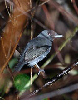 黑顶蚁鵙 / Plain-winged Antshrike / Thamnophilus schistaceus