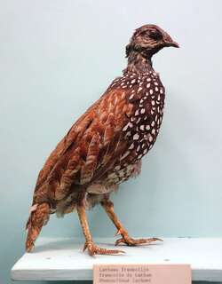 林鹧鸪 / Latham’s Francolin / Peliperdix lathami