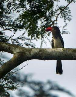 红弯嘴犀鸟 / Red-billed Dwarf Hornbill / Lophoceros camurus