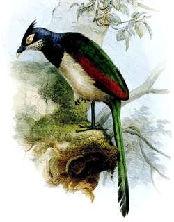 棕翅鸡鹃 / Rufous-winged Ground Cuckoo / Neomorphus rufipennis