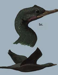 黑颈鸬鹚 / Little Cormorant / Microcarbo niger