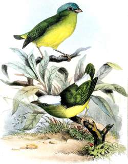 白顶娇鹟 / Snow-capped Manakin / Lepidothrix nattereri