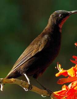 艾米花蜜鸟 / Amethyst Sunbird / Chalcomitra amethystina