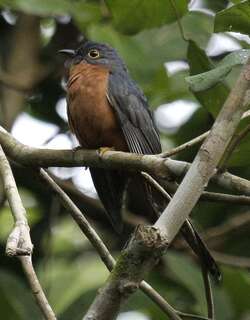 栗胸杜鹃 / Chestnut-breasted Cuckoo / Cacomantis castaneiventris