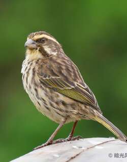 条纹丝雀 / Streaky Seedeater / Crithagra striolata