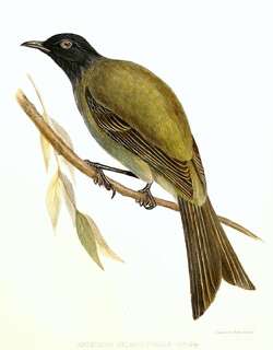 查塔姆吸蜜鸟 / Chatham Bellbird / Anthornis melanocephala