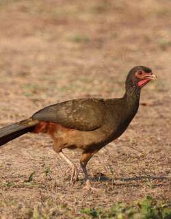 乔科小冠雉 / Chaco Chachalaca / Ortalis canicollis