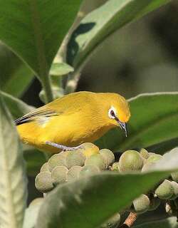 黄绣眼鸟 / Northern Yellow White-eye / Zosterops senegalensis