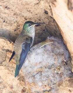 紫巾山蜂鸟 / Ecuadorian Hillstar / Oreotrochilus chimborazo