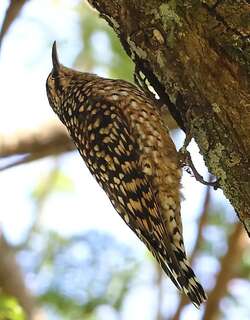 非洲斑旋木雀 / African Spotted Creeper / Salpornis salvadori