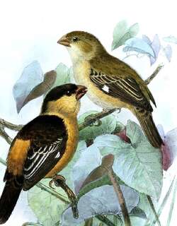 黑黄食籽雀 / Black-and-tawny Seedeater / Sporophila nigrorufa