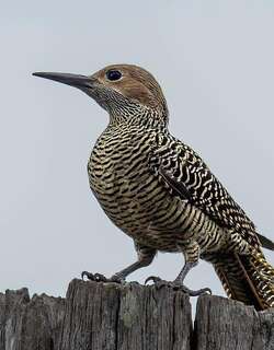 古巴扑翅䴕 / Fernandina’s Flicker / Colaptes fernandinae