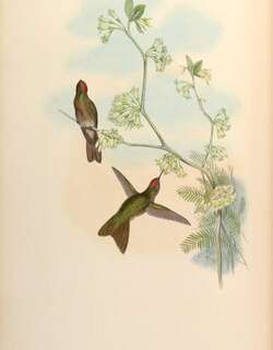 棕顶尖嘴蜂鸟 / Rufous-capped Thornbill / Chalcostigma ruficeps