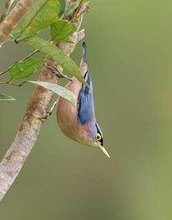 黄嘴䴓 / Sulphur-billed Nuthatch / Sitta oenochlamys