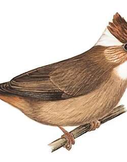 白项凤鹛 / White-naped Yuhina / Yuhina bakeri