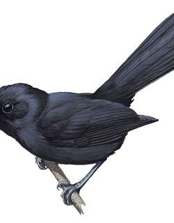 巨果鹟 / Fatu Hiva Monarch / Pomarea whitneyi