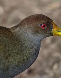 绿水鸡 / Tasmanian Nativehen / Tribonyx mortierii