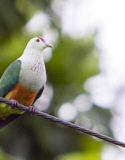 帕岛果鸠 / Palau Fruit Dove / Ptilinopus pelewensis