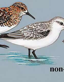 三趾滨鹬 / Sanderling / Calidris alba