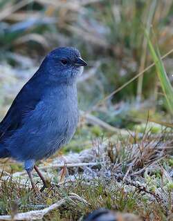 铅色岭雀鹀 / Plumbeous Sierra Finch / Geospizopsis unicolor