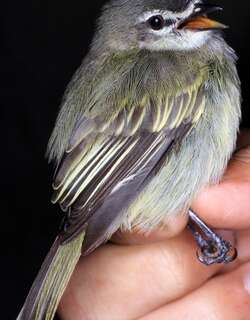 华丽小霸鹟 / Spectacled Tyrannulet / Zimmerius improbus