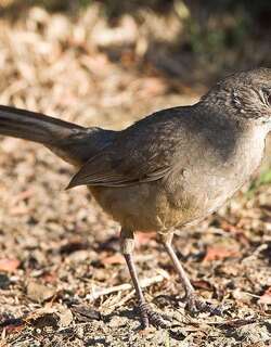 加州弯嘴嘲鸫 / California Thrasher / Toxostoma redivivum