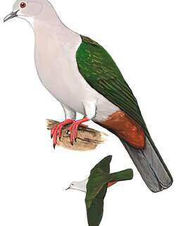绿皇鸠 / Green Imperial Pigeon / Ducula aenea