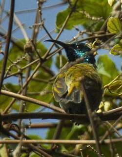 蓝头花蜜鸟 / Blue-headed Sunbird / Cyanomitra alinae