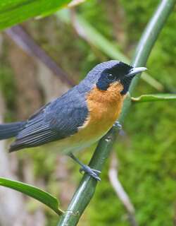 眼镜王鹟 / Spectacled Monarch / Symposiachrus trivirgatus