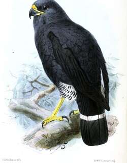 铅色南美鵟 / Plumbeous Hawk / Cryptoleucopteryx plumbea
