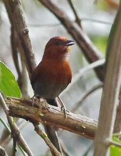栗喉针尾雀 / Chestnut-throated Spinetail / Synallaxis cherriei