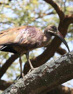 凤头鹮 / Hadada Ibis / Bostrychia hagedash
