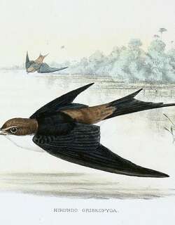 灰腰燕 / Grey-rumped Swallow / Pseudhirundo griseopyga