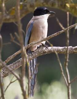 伊比利亚灰喜鹊 / Iberian Magpie / Cyanopica cooki